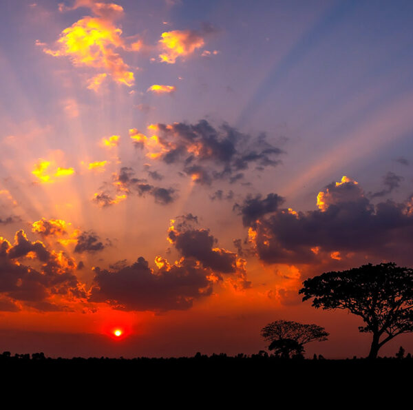 Panorama silhouette tree in africa with sunset.Tree silhouetted against a setting sun.Dark tree on open field dramatic sunrise.Typical african sunset with acacia trees in Masai Mara, Kenya